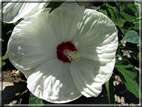 foto Fiori
